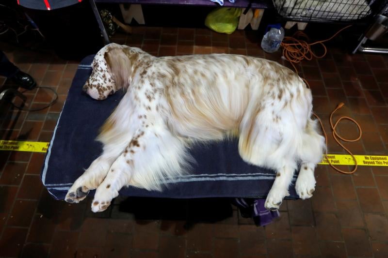 El Westminster Kennel Club, el certamen más antiguo de perros de pura raza de Estados Unidos, llega a su 143 edición con un su habitual alarde de elegancia y belleza entre los participantes. 