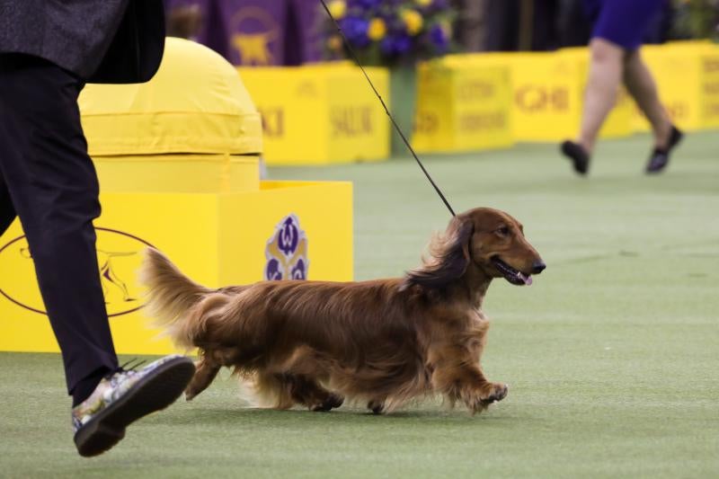El Westminster Kennel Club, el certamen más antiguo de perros de pura raza de Estados Unidos, llega a su 143 edición con un su habitual alarde de elegancia y belleza entre los participantes. 