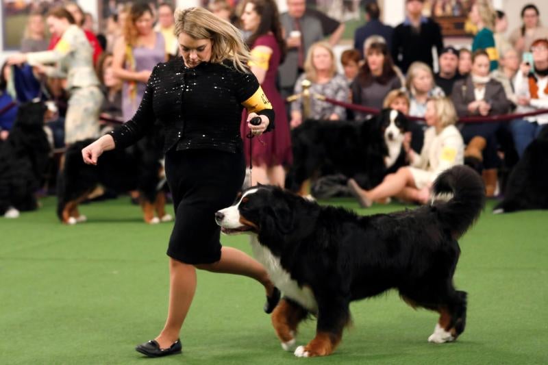 El Westminster Kennel Club, el certamen más antiguo de perros de pura raza de Estados Unidos, llega a su 143 edición con un su habitual alarde de elegancia y belleza entre los participantes. 