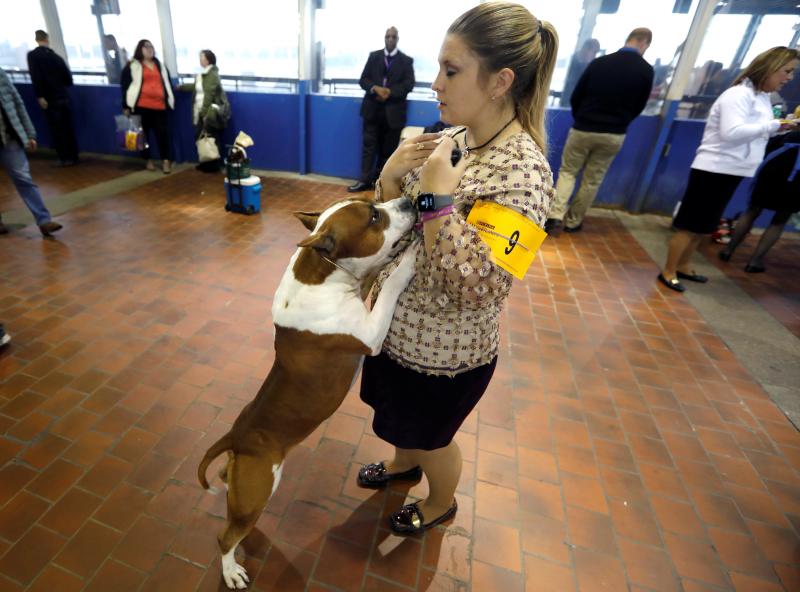 El Westminster Kennel Club, el certamen más antiguo de perros de pura raza de Estados Unidos, llega a su 143 edición con un su habitual alarde de elegancia y belleza entre los participantes. 