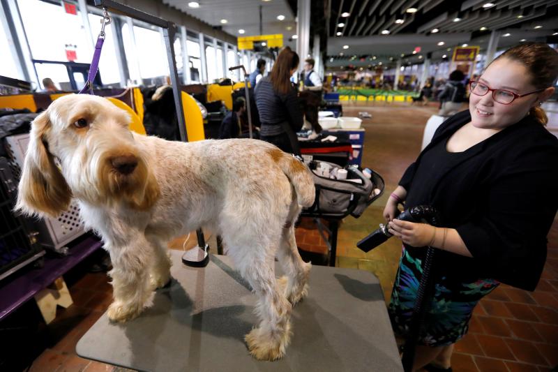 El Westminster Kennel Club, el certamen más antiguo de perros de pura raza de Estados Unidos, llega a su 143 edición con un su habitual alarde de elegancia y belleza entre los participantes. 