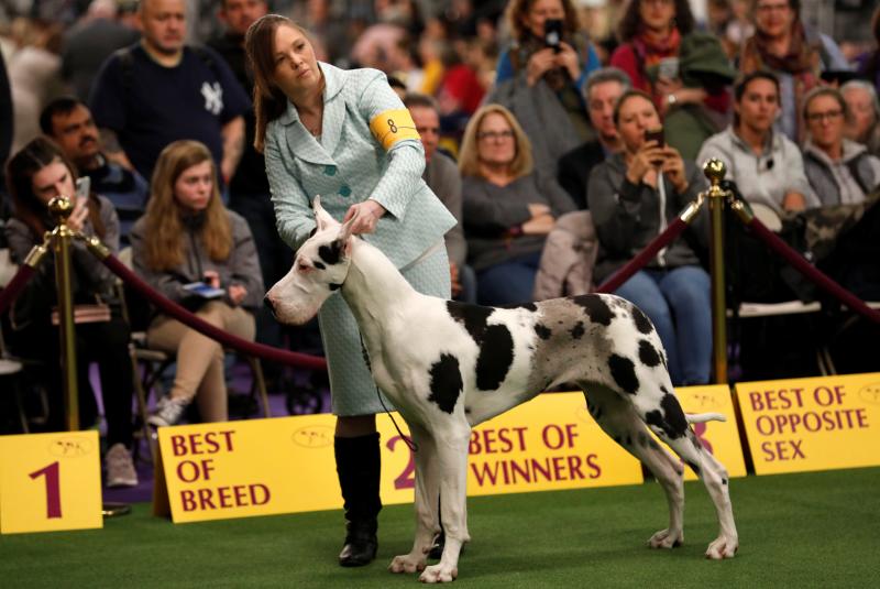 El Westminster Kennel Club, el certamen más antiguo de perros de pura raza de Estados Unidos, llega a su 143 edición con un su habitual alarde de elegancia y belleza entre los participantes. 