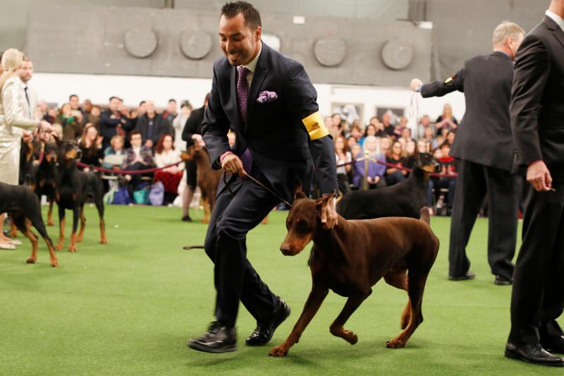 El Westminster Kennel Club, el certamen más antiguo de perros de pura raza de Estados Unidos, llega a su 143 edición con un su habitual alarde de elegancia y belleza entre los participantes. 