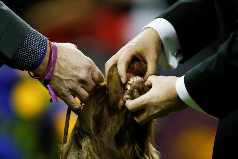 El Westminster Kennel Club, el certamen más antiguo de perros de pura raza de Estados Unidos, llega a su 143 edición con un su habitual alarde de elegancia y belleza entre los participantes. 