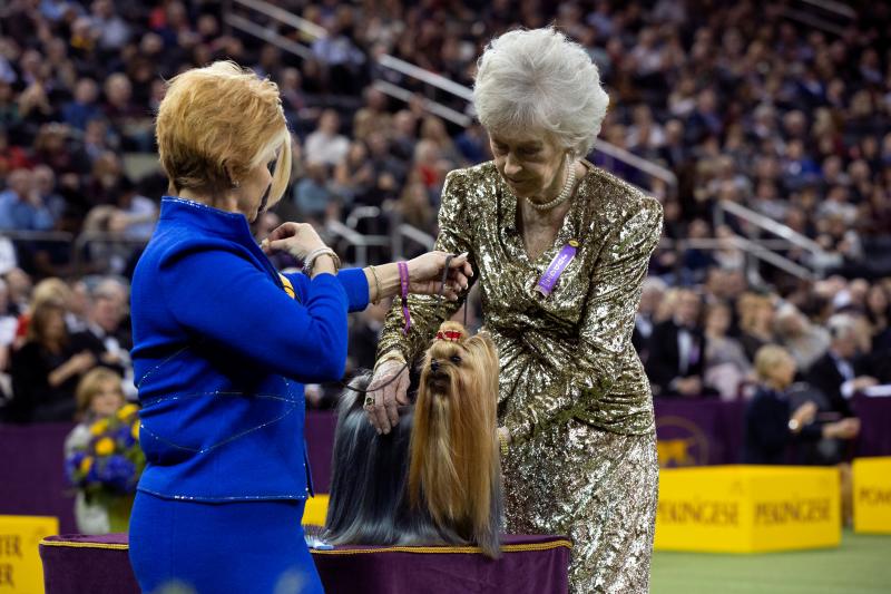 El Westminster Kennel Club, el certamen más antiguo de perros de pura raza de Estados Unidos, llega a su 143 edición con un su habitual alarde de elegancia y belleza entre los participantes. 