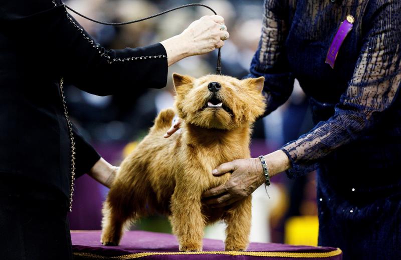 El Westminster Kennel Club, el certamen más antiguo de perros de pura raza de Estados Unidos, llega a su 143 edición con un su habitual alarde de elegancia y belleza entre los participantes. 
