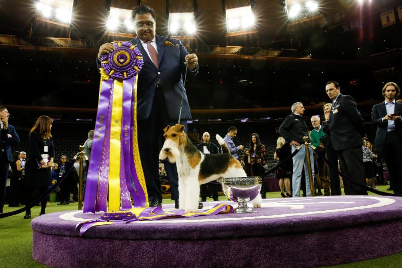 El Westminster Kennel Club, el certamen más antiguo de perros de pura raza de Estados Unidos, llega a su 143 edición con un su habitual alarde de elegancia y belleza entre los participantes. 