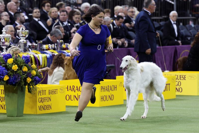 El Westminster Kennel Club, el certamen más antiguo de perros de pura raza de Estados Unidos, llega a su 143 edición con un su habitual alarde de elegancia y belleza entre los participantes. 