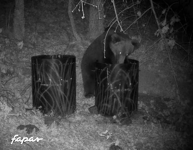 Los osos se hacen nocturnos