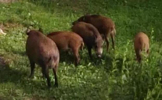 Vacunas anticonceptivas contra el aumento de jabalíes