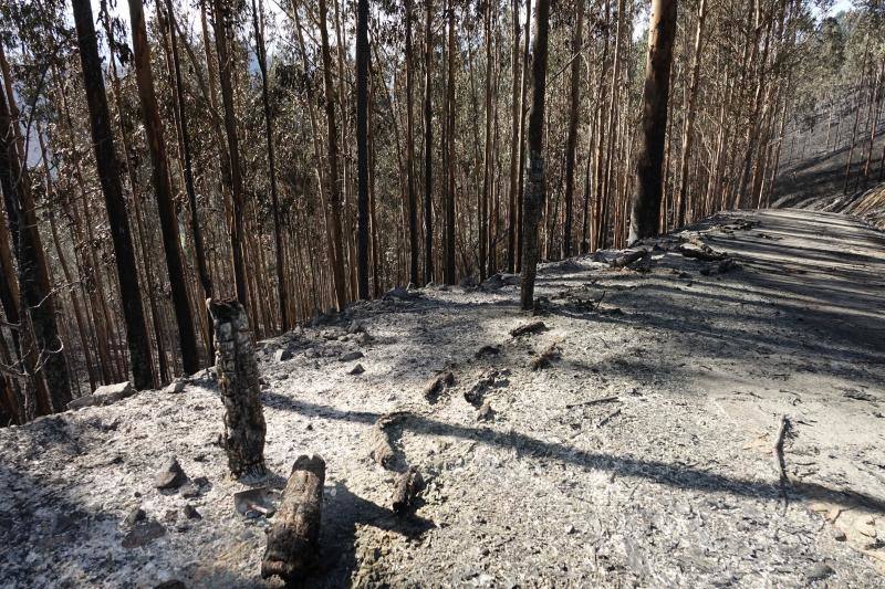 Un helicóptero del SEPA localizó a un incendiario quemando varios puntos del monte del concejo.