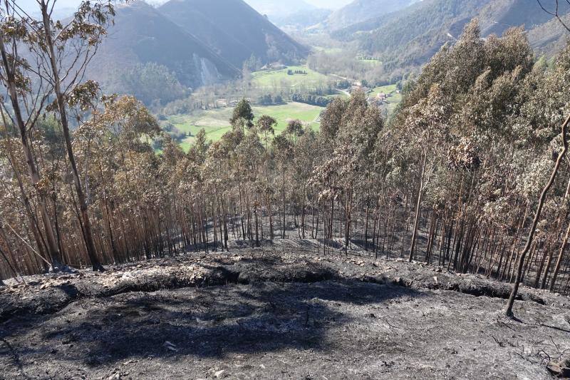 Un helicóptero del SEPA localizó a un incendiario quemando varios puntos del monte del concejo.