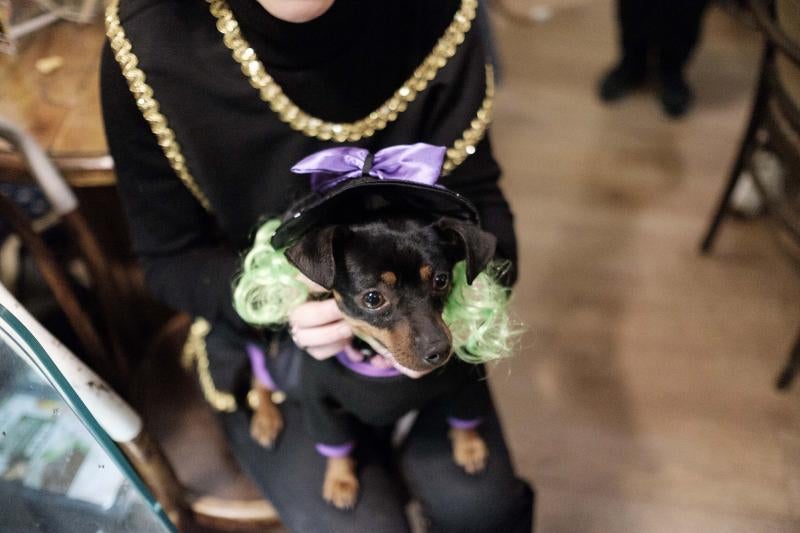 Green Zone acogió un desfile en el que las mascotas lucieron sus propios disfraces de antroxu