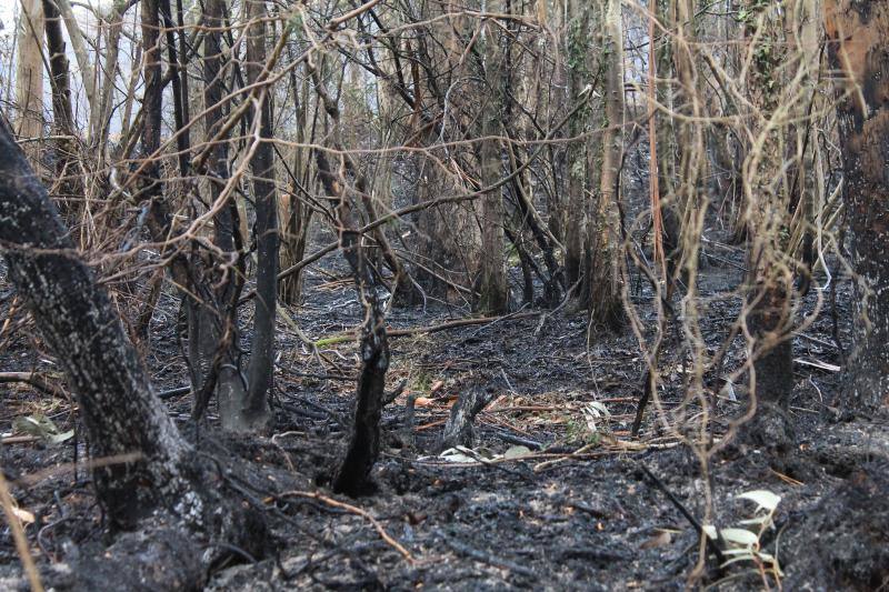 Este es el aspecto que presentaban los concejos del Oriente asturiano tras la oleada de incendios.