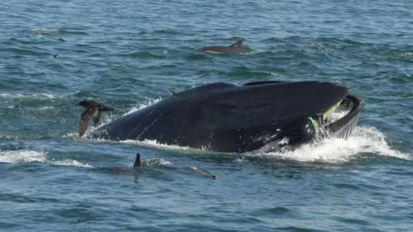 Imagen de Rainer Schimpf atrapado por la ballena