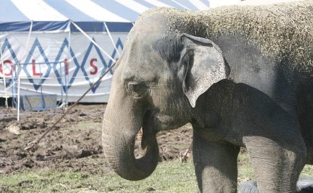 Asturias prohíbe los circos con animales salvajes