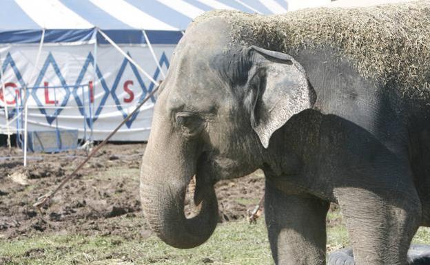 Un elefante, en uno de los circos que visitaron Asturias. 