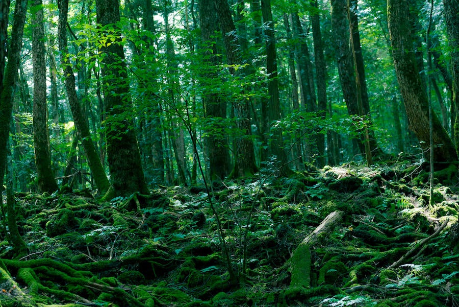 Aokigahara, el bosque de los suicidios (Japón) | Justo en la base del Monte Fuji, más de 500 personas se han quitado la vida en él. y han provocado que se cuelguen carteles como «Por favor, consulte a la policía antes de decidir morir» para evitar que más ciudadanos se suiciden en el lugar.