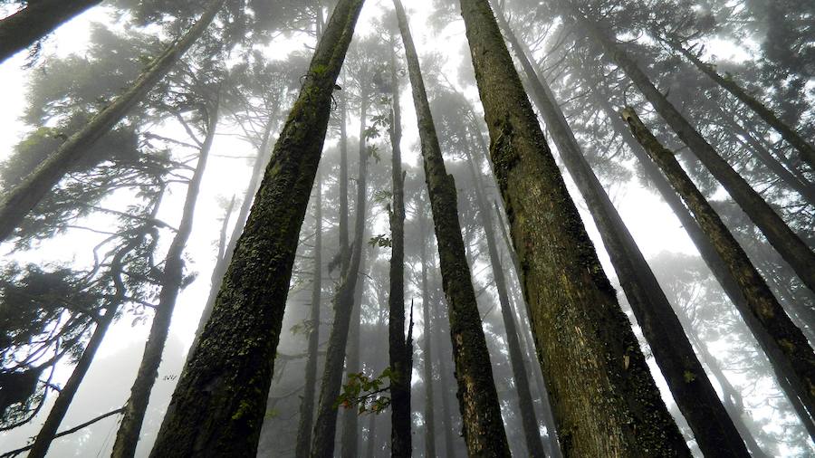 Aokigahara, el bosque de los suicidios (Japón) | Justo en la base del Monte Fuji, más de 500 personas se han quitado la vida en él. y han provocado que se cuelguen carteles como «Por favor, consulte a la policía antes de decidir morir» para evitar que más ciudadanos se suiciden en el lugar.