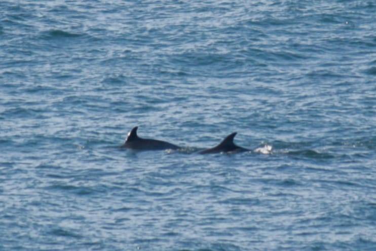 Los cetáceos comparten el agua del Cantábrico con los surferos que habitualmente practican su deporte en la bahía de Gijón