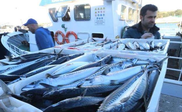 Dimiten 17 de los 18 patrones de las cofradías asturianas en protesta por el reparto de la xarda