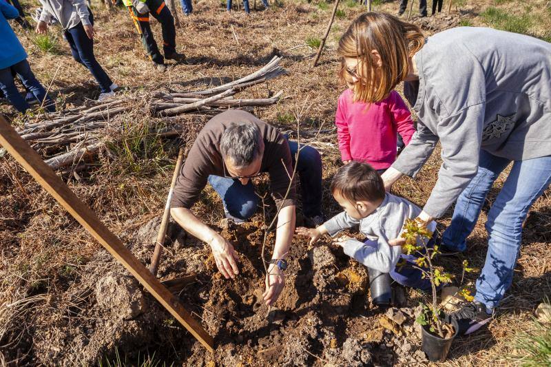 Multitud de niños y padres plantaron árboles en el bosque La Viesca la Olla durante una divertida mañana en conexión con la naturaleza.