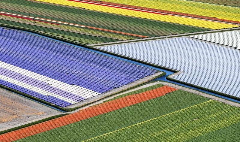 Las imágenes aéreas de los campos de tulipanes, en Lisse (Holanda) nos dejan una espectacular combinación de colores 