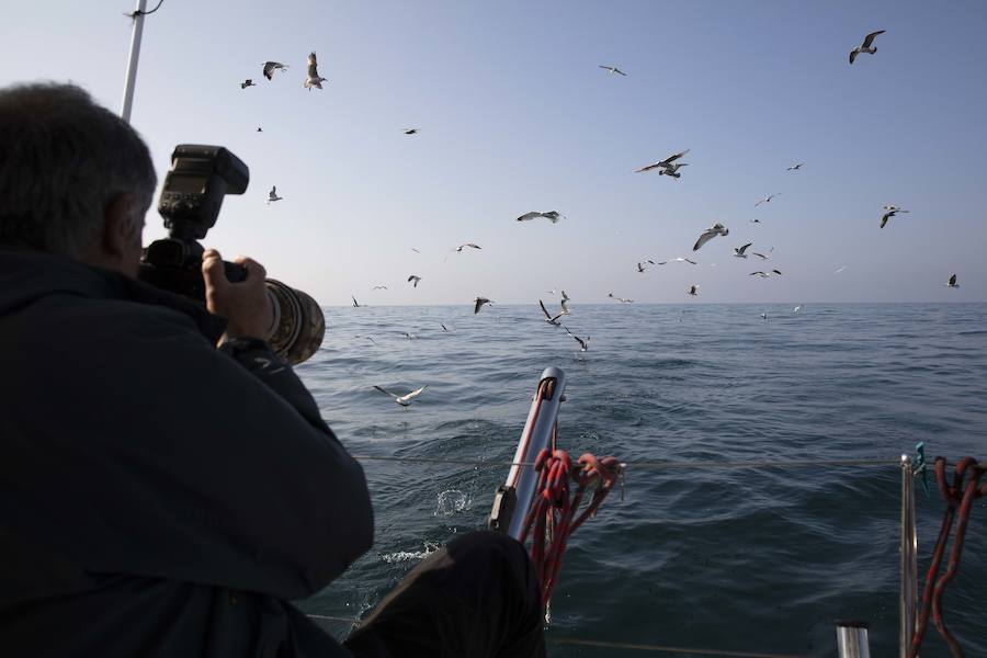 La costa asturiana posibilita el avistamiento de aves y cetáceos y el Principado ha organizado un viaje mar adentro para mostrar su potencial turístico.