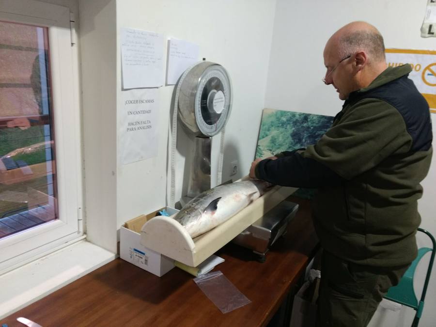 El afortunado pescador que lo echó a tierra, a cebo natural, fue el ovetense Fernando López Castro