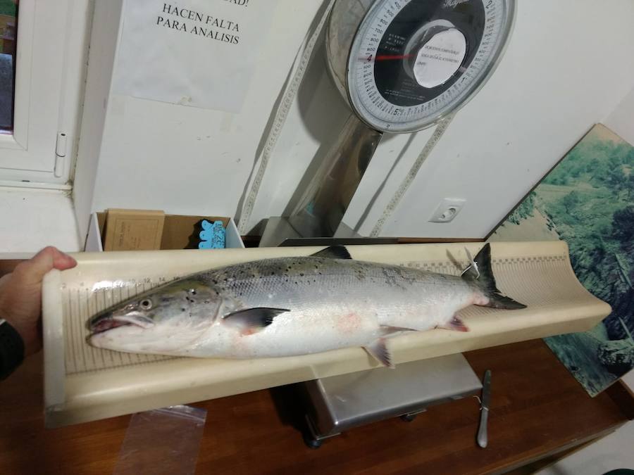 El afortunado pescador que lo echó a tierra, a cebo natural, fue el ovetense Fernando López Castro