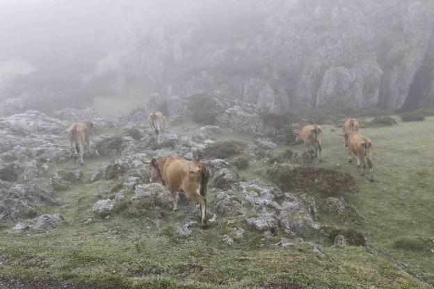 Vacas en la subida del pasado año a la Montaña de Covadonga. 