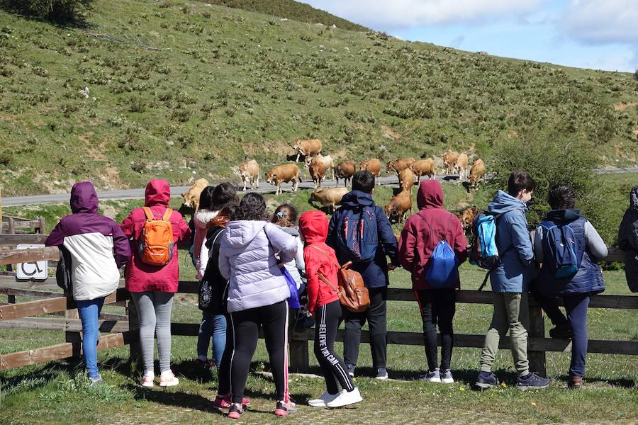 Cerca de 300 cabezas de vacuno realizaron su tradicional ascenso a los pastos de Picos