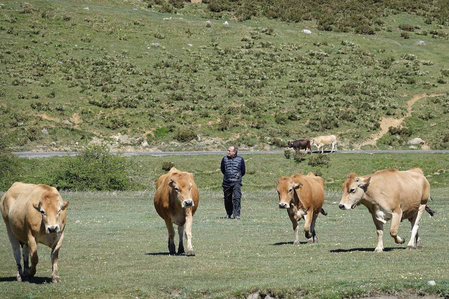 Cerca de 300 cabezas de vacuno realizaron su tradicional ascenso a los pastos de Picos