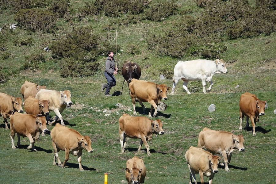 Cerca de 300 cabezas de vacuno realizaron su tradicional ascenso a los pastos de Picos