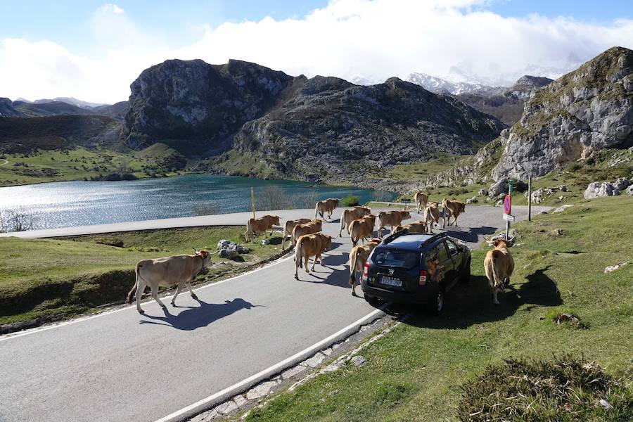 Cerca de 300 cabezas de vacuno realizaron su tradicional ascenso a los pastos de Picos