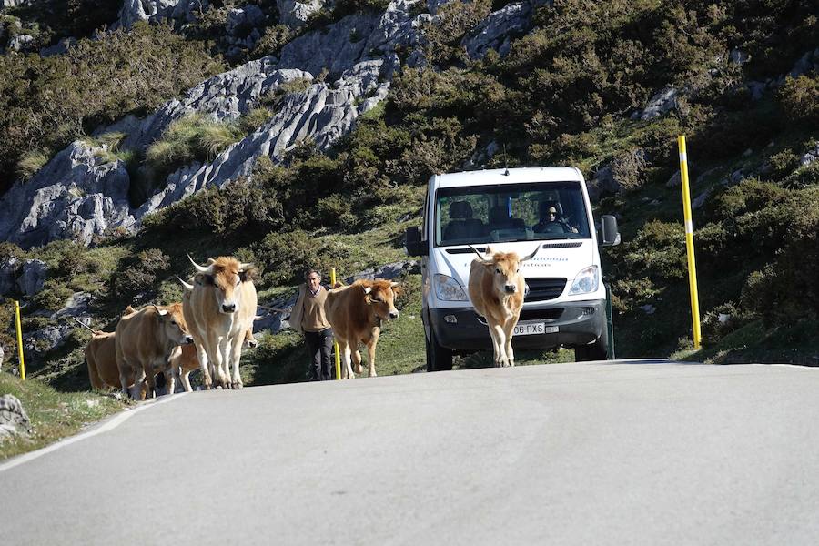 Cerca de 300 cabezas de vacuno realizaron su tradicional ascenso a los pastos de Picos