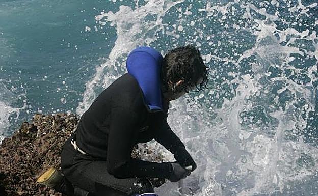 Un percerbero, en plena faena. 