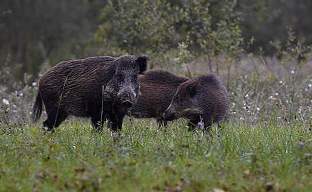 Unos jabalíes atacan a un niño de cuatro años y matan a su perro cuando intentaba defenderle