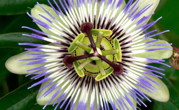 Flor de la familia de las Passifloras. Wikimedia Commons CCPD.