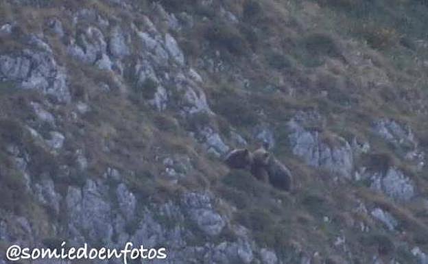 Imágenes de los osos apareándose en Somiedo. 