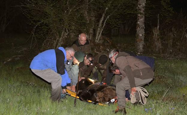 Rescatan a un oso pardo herido en Palacios del Sil, en León