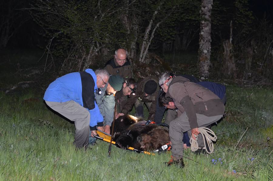 Personal de la Junta de Castilla y León y los gobiernos de Asturias y Cantabria han rescatado a un oso pardo herido localizado en un paraje de Palacios del Sil, en León. El animal, que ha sido trasladado a un centro de recuperación de Cantabria, presentaba varias heridas y síntomas de hipotermia, ya que se encontraba semisumergido en un arroyo.