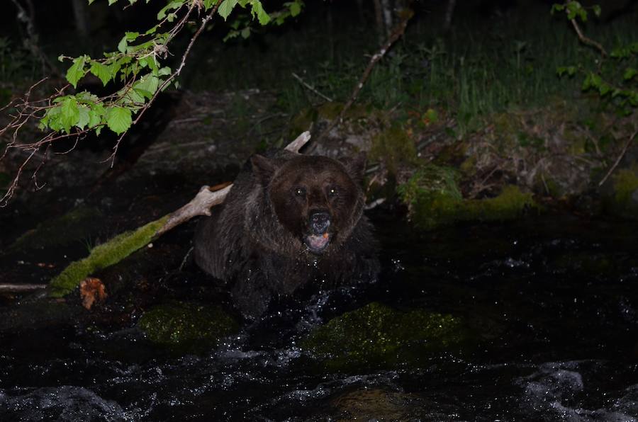 Personal de la Junta de Castilla y León y los gobiernos de Asturias y Cantabria han rescatado a un oso pardo herido localizado en un paraje de Palacios del Sil, en León. El animal, que ha sido trasladado a un centro de recuperación de Cantabria, presentaba varias heridas y síntomas de hipotermia, ya que se encontraba semisumergido en un arroyo.