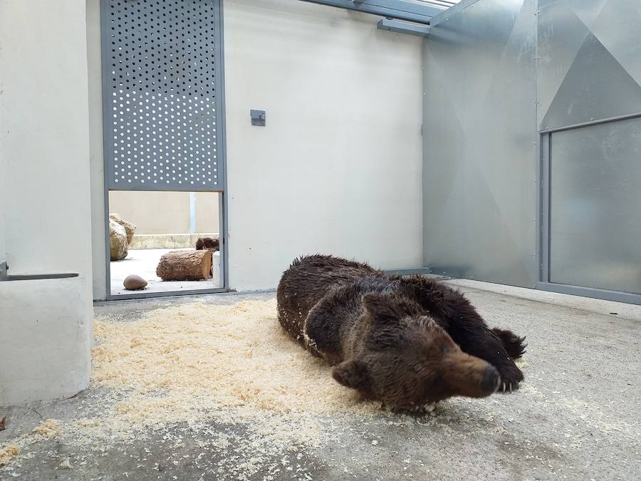 Personal de la Junta de Castilla y León y los gobiernos de Asturias y Cantabria han rescatado a un oso pardo herido localizado en un paraje de Palacios del Sil, en León. El animal, que ha sido trasladado a un centro de recuperación de Cantabria, presentaba varias heridas y síntomas de hipotermia, ya que se encontraba semisumergido en un arroyo.