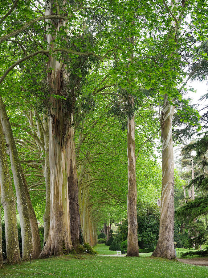 Paseo de Florencio Valdés. Se encuentra en el jardín histórico de La Isla. Este jardín data del siglo XIX y pertenecía al industrial gijonés. Tiene una superficie de 4.150 metros cuadrados en cuyo interior se pueden encontrar camelias, plátanos, un estanque, laberinto de tejos, una piscina y una laguna.