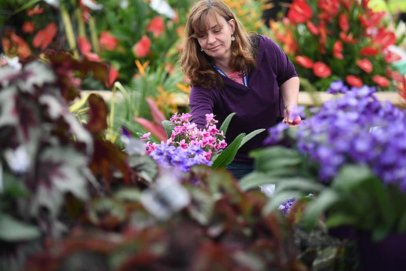 Ni la Reina de Inglaterra ha querido perderse el gran espectáculo del festival de flores y jardines más importante del mundo, que se celebra en la localidad británica de Chelsea. Impulsado en 1913 por la Real Sociedad de Horticultura, cuenta con más de 500 expositores y cada año supera los 160.000 visitantes. 