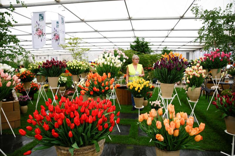 Ni la Reina de Inglaterra ha querido perderse el gran espectáculo del festival de flores y jardines más importante del mundo, que se celebra en la localidad británica de Chelsea. Impulsado en 1913 por la Real Sociedad de Horticultura, cuenta con más de 500 expositores y cada año supera los 160.000 visitantes. 