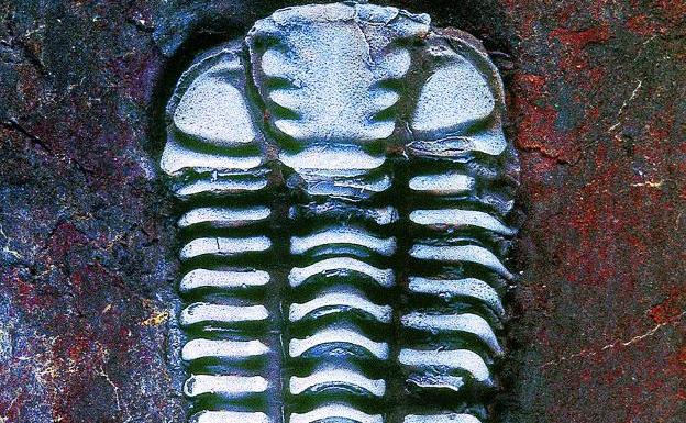 Trilobites Placoparia adulto como los de Ribadesella. 