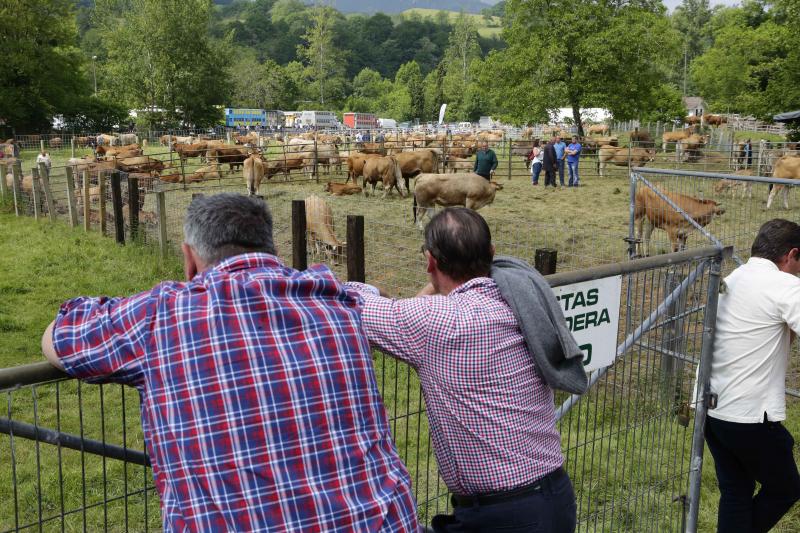 La localidad canguesa de Corao ha vuelto a ser el referente del sector ganadero de Asturias, con una feria en la que se han dado cita más de 3.000 reses. Las ventas alcanzaron el 80%.