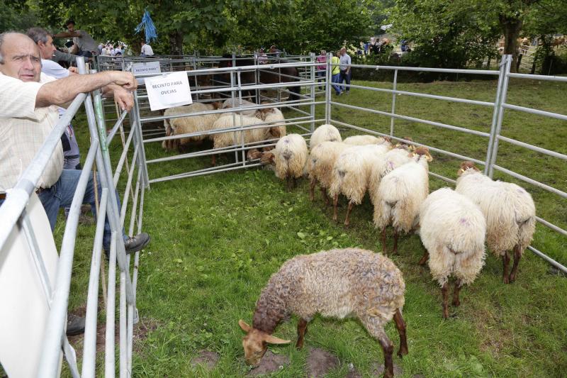 La localidad canguesa de Corao ha vuelto a ser el referente del sector ganadero de Asturias, con una feria en la que se han dado cita más de 3.000 reses. Las ventas alcanzaron el 80%.